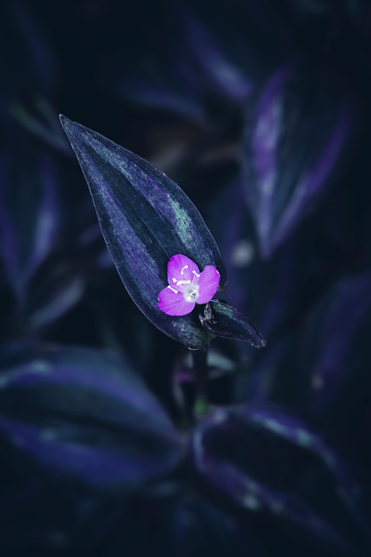 A single purple leaf catching soft light, symbolizing stillness and quiet awareness.