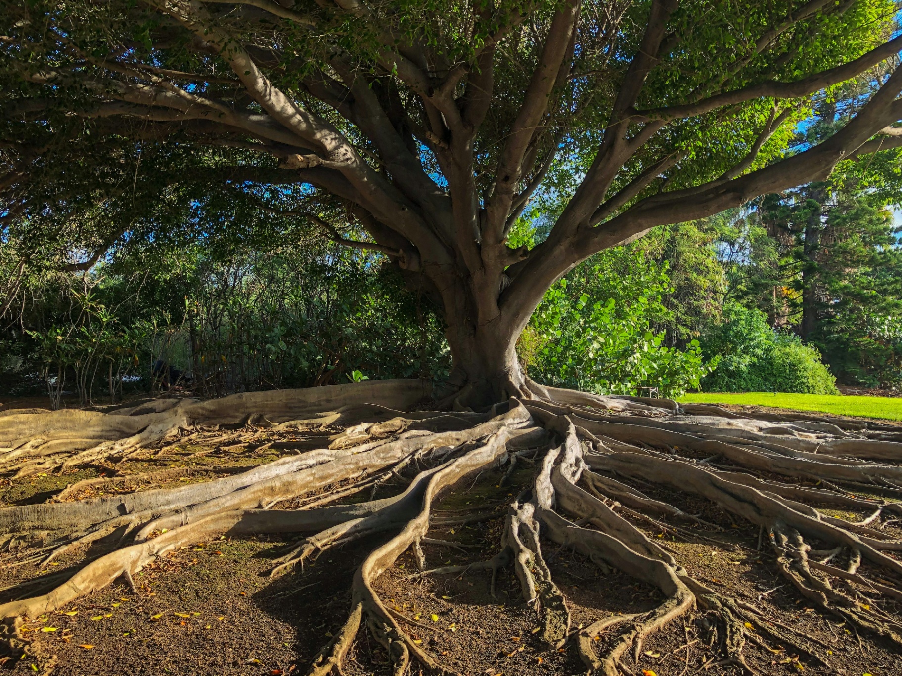A grand tree with sprawling exposed roots grounded in the earth.