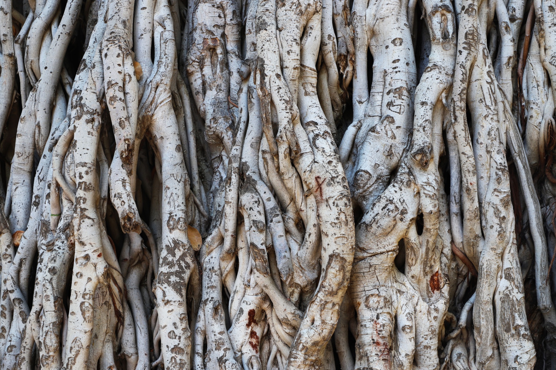 A dense weave of deep tree roots, intricately intertwined.